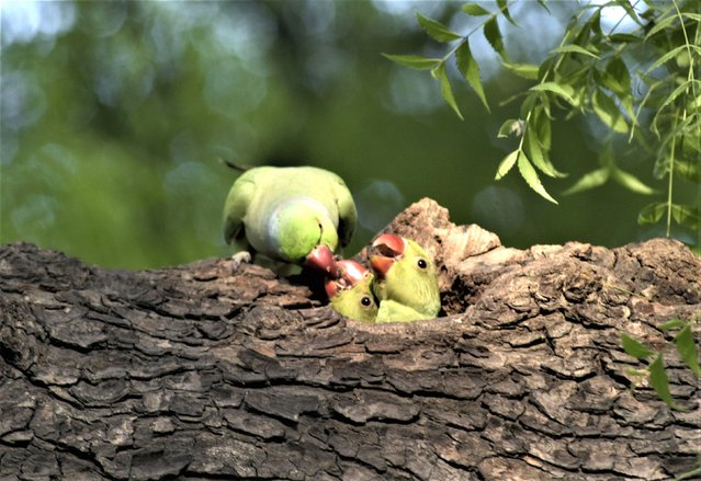A parrot feeds its chicks on a nest in a tree in New Delhi India on May 08,2022. (Photo by Imtiyaz Khan/Anadolu Agency via Getty Images)