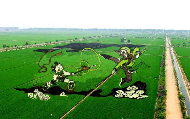 Photo taken on June 28, 2016 shows a crop formation of Chinese traditional cartoon characters at an agricultural industry park in Shenyang, capital city of northeast China's Liaoning Province. A total of 17 giant crop formations made of paddy saplings in nine colours were displayed in the park. (Photo by Yang Qing/Xinhua/Sipa USA)