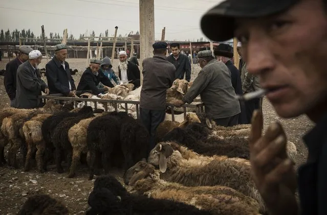 Uyghurs inspect sheep for sale at a livestock market on August 3, 2014 in Kashgar, Xinjiang Province, China. (Photo by Kevin Frayer/Getty Images)