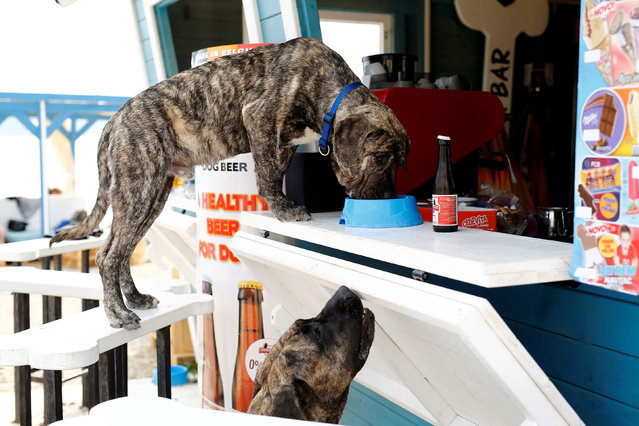 A dog drink a dog beer at dog beach and bar in Crikvenica, Croatia, July 12, 2016. (Photo by Antonio Bronic/Reuters)