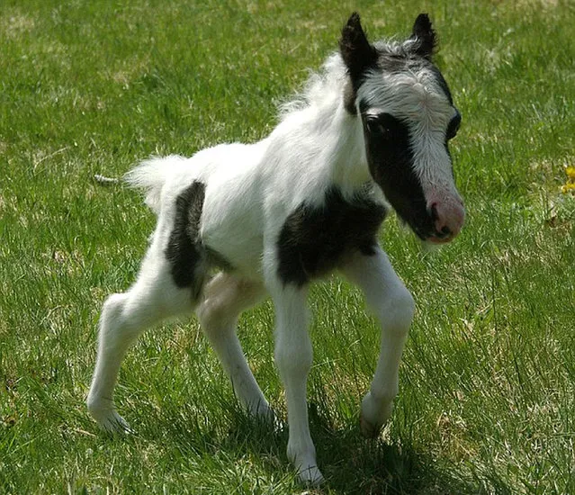 The World’s Smallest Horse by  named Einstein