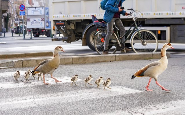 Ducks and ducklings walking in the street of Brussels during coronavirus lockdown, Belgium on April 3, 2020. (Photo by Isopix/Rex Features/Shutterstock)