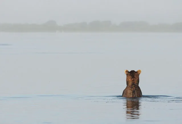 Why Does a Bear Rise on His Rear Feet