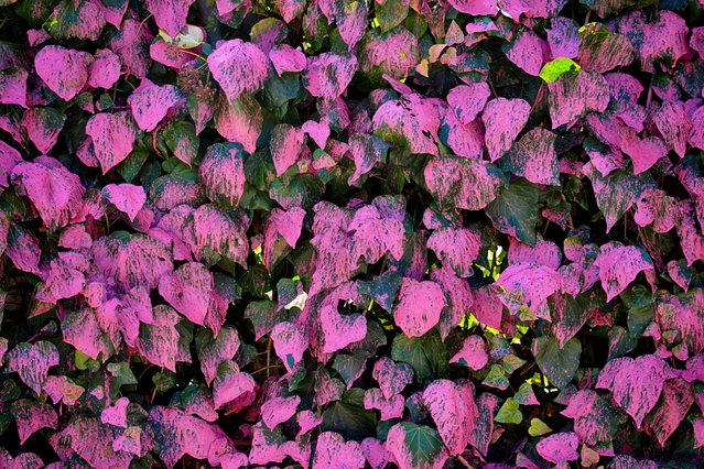 Fire retardant from crews battling the Palisades Fire coats a fence of ivy in Mandeville Canyon on Monday, January 13, 2025, in Los Angeles. (Photo by Richard Vogel/AP Photo)