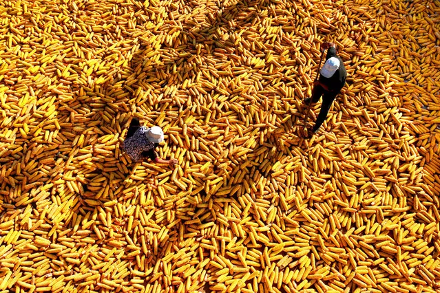 Farmers dry the corn cobs in Tianjingguan Village of Shiqiao Township, Yiyuan County of east China's Shandong Province, October 4, 2017. Most Chinese provinces are witnessing a harvest time during the National Day holiday season, which is one of the busiest times of the year for the Chinese farmers. (Photo by Zhao Dongshan/Xinhua/Barcroft Images)
