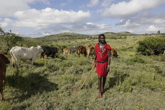In this photo taken on Thursday, April 9, 2020, Maasai man David Nina walks with his grazing cattle in Kajiado County in Kenya. The Maasai, a semi-nomadic indigenous group in Kenya and Tanzania, have been forced to halt important rituals that bring clans together due to the coronavirus, including the graduation of warriors into young men who can marry and own property. (Photo by Khalil Senosi/AP Photo)