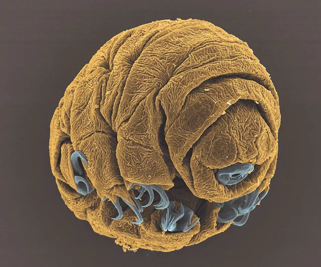 Runner up, Micro-imaging category. Water bear embryo by Vladimir Gross. A 50-hour-old embryo of the species Hypsibius dujardini, taken with a scanning electron microscope at a magnification of 1800x. The embryo in the image is approximately 1/15 of a millimetre in length. (Photo by Vladimir Gross/PA Wire/Royal Society Publishing Photography Competition 2017)