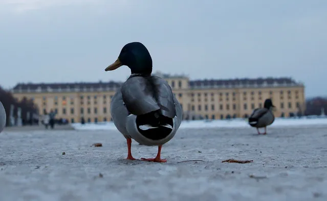 Mallard ducks stand in the park in front of the Schoenbrunn palace in Vienna, Austria December 3, 2017. (Photo by Leonhard Foeger/Reuters)