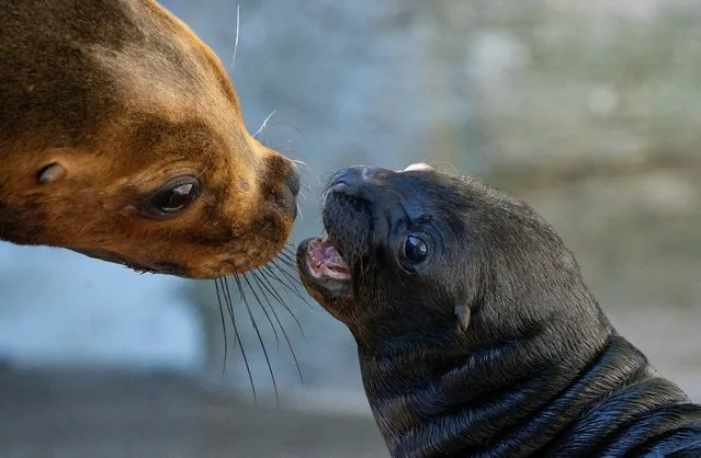 A male twelve-day-old sea lion cub is seen with its mother Peaches in their enclosure at Schoenbrunner Tiergarten zoo amid the coronavirus disease (COVID-19) outbreak in Vienna, Austria, July 14, 2020. (Photo by Lisi Niesner/Reuters)