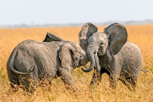 Young elephant siblings playfight in the Masai Mara National Reserve in Kenya early April 2025, sparring for half an hour. (Photo by Akash Akinwar/Solent News & Photo Agency)