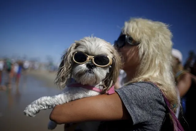 A woman holds a dog wearing sunglasses as she watches the Surf City Surf Dog Contest in Huntington Beach, California September 27, 2015. (Photo by Lucy Nicholson/Reuters)