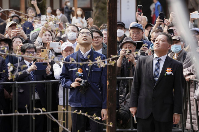 A large crowd gathers to see the blossom announcement of cherry blossoms of Somei Yoshino species, begin to bloom, at Yasukuni Shrine in Chiyoda Ward, Tokyo on March 24, 2025. Staffs of the Japan Meteorological Agency checked more than five cherry blossoms have bloomed on a “standard tree” of Somei Yoshino species at Yasukuni Shrine and announced that cherry blossoms have bloomed in Tokyo on the same day. This year's bloom is on average, and was observed five days earlier than last year. (The Yomiuri Shimbun via AP Images)