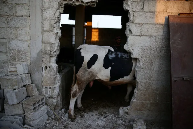 A man stands next to a cow seen through a hole in the wall prior to Eid al-Adha celebrations in the rebel held Douma neighbourhood of Damascus, Syria September 11, 2016. (Photo by Bassam Khabieh/Reuters)