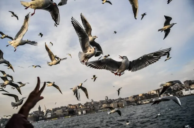 People feed seagulls flying behind a ferry on The Bosphorus as the sun shines in Istanbul, Turkey on January 4, 2018. (Photo by Bulent Kilic/AFP Photo)