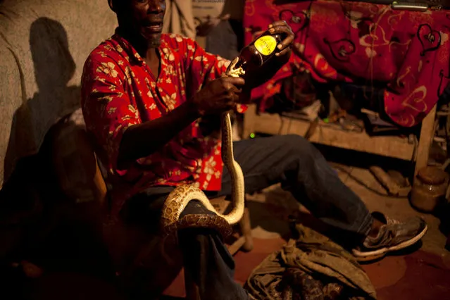 In this January 24, 2013 photo, snake handler Saintilus Resilus uses a bottle to pour water into a snake's mouth as he works with his snakes inside his home in Petionville, Haiti. Resilus sees himself as something of a performance artist, showing off with snakes and other animals that Haitians don't see every day, earning tips from impromptu audiences during the pre-Lenten Carnival season. (Photo by Dieu Nalio Chery/AP Photo/Matt Dayhoff)