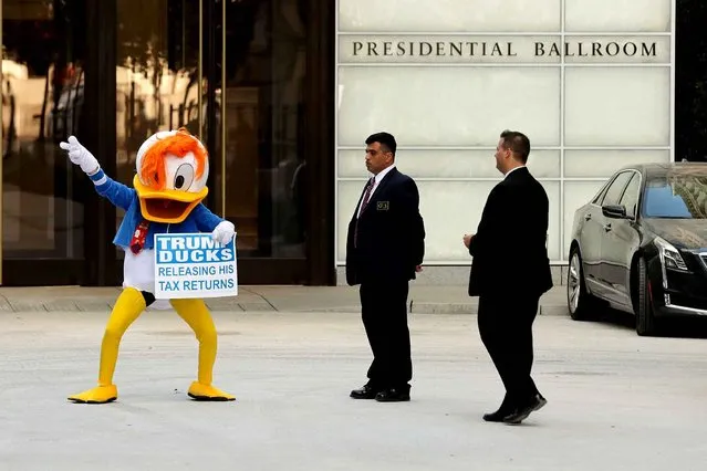 A demonstrator wearing a Donald Duck costume dances in front of the Trump International Hotel during the hotel's first day of business September 12, 2016 in Washington, DC. The Trump Organization was granted a 60-year lease to the historic Old Post Office by the federal government before Trump announced his intent to run for president. The hotel has 263 luxury rooms, including the 6,300-square-foot “Trump Townhouse” at $100,000 a night, with a five-night minimum. (Photo by Chip Somodevilla/AFP Photo)