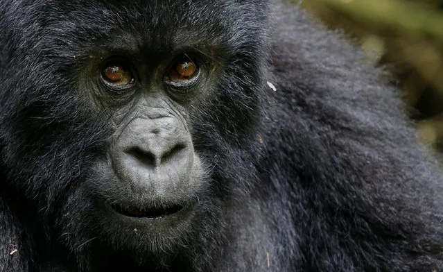 An endangered high mountain gorilla from the Sabyinyo family is seen inside the forest within the Volcanoes National Park near Kinigi, northwestern Rwanda, January 9, 2018. A census of mountain gorillas due in March will likely show numbers have risen this decade, experts said during a ceremony to mark Rwanda's expansion of its Volcano National Park. (Photo by Thomas Mukoya/Reuters)