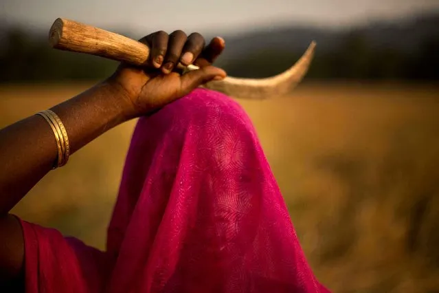 A veiled Indian woman talks to another as they harvest paddy at a rice field on the outskirts of Gauhati, India, Thursday, November 20, 2014.About 60 percent of Indians work in the agriculture sector that contributes 16 to 20 percent of the nation's gross domestic product. (Photo by Anupam Nath/AP Photo)