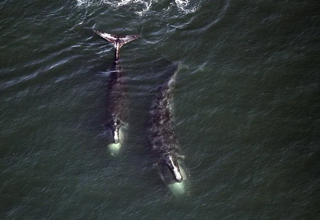 In this February 14, 2017 photo provided by the Center for Coastal Studies, a pair of right whales feed just below the surface of Cape Cod Bay off shore from Provincetown, Mass. Charles “Stormy” Mayo, director of right whale ecology at center in Provincetown, said ominous signs suggest the global population of 500 animals is slowly declining. (Photo by Center for Coastal Studies via AP Photo)