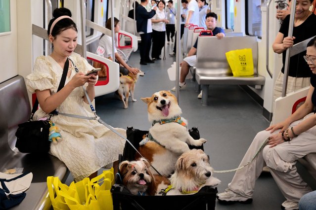 Passengers with their pet dogs take a pet-friendly train on the Jinyidong Line of the Jinhua Rail Transit on June 22, 2025 in Jinhua, Zhejiang Province of China. (Photo by Shi Bufa/VCG via Getty Images)