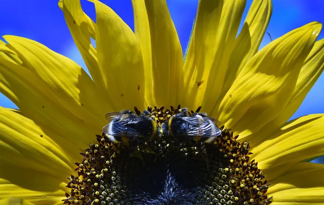 Two bumblebees collect pollen from a sunflower in a garden outside Moscow on August 16, 2016. (Photo by Yuri Kadobnov/AFP Photo)
