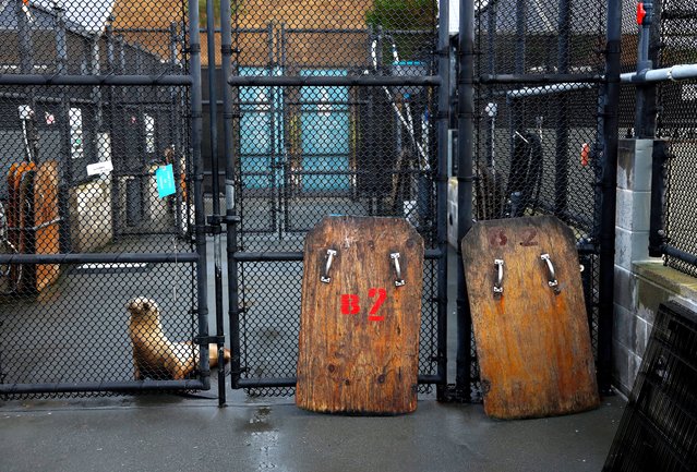 A sick California sea lion sits in a crate after being rescued on August 20, 2025, in Pebble Beach, California. The Marine Mammal Center is seeing an unprecedented surge of sick California sea lions, a vast majority infected with leptospirosis, a disease that can cause irreversible kidney damage. The Marine Mammal Center has seen over 100 sea lions with leptospirosis since July 1, and nearly two-thirds have not survived. (Photo by Justin Sullivan/Getty Images)