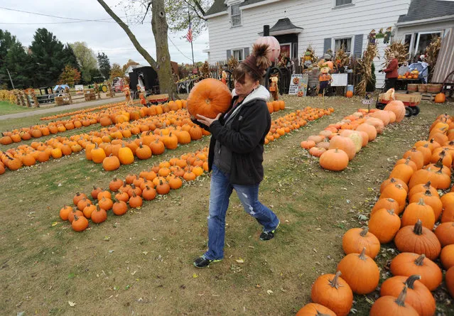 Lori Schmaltz carries a pumpkin to a customer's car Thursday, October 29, 2015, at DeVries Farms, in Lincoln Township, Mich. The family farm, in operation since 1971, offers dozens of varieties of pumpkins, gourds, and Indian corn for sale each Halloween season. (Photo by Don Campbell/The Herald-Palladium via AP Photo)