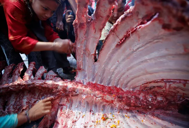 Devotees tear meat from a sacrificed buffalo carcass during “Dashain”, a Hindu religious festival in Bhaktapur, Nepal October 11, 2016. (Photo by Navesh Chitrakar/Reuters)