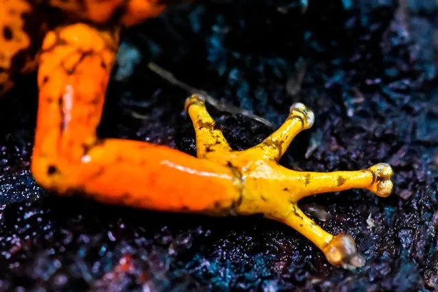 A leg of a “diablito” frog (Oophaga sylvatica) is photographed in a laboratory at a laboratory in the zoo of Cali, Colombia, on July 19, 2019. Colombia is the second country with the largest number of amphibians in the world after Brazil. More than 40% of amphibian species worldwide are in danger of extinction. (Photo by Luis Robayo/AFP Photo)
