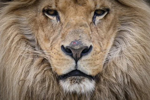 An Angolan lion looks on, at the “Planete Sauvage” zoological park in Port-Saomt-Pere, outside Nantes, western France, on March 29, 2023. (Photo by Loic Venance/AFP Photo)