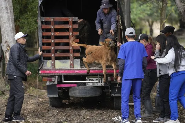 Miguel Aparicio, right, and university students unload a Spanish Fighting Bull calf after it arrived at a farm animal shelter in La Calera, Colombia, Thursday, February 16, 2023. Miguel Aparicio, who runs the shelter, is hoping to turn it into a sanctuary for the Spanish Fighting Bull. (Photo by Fernando Vergara/AP Photo)