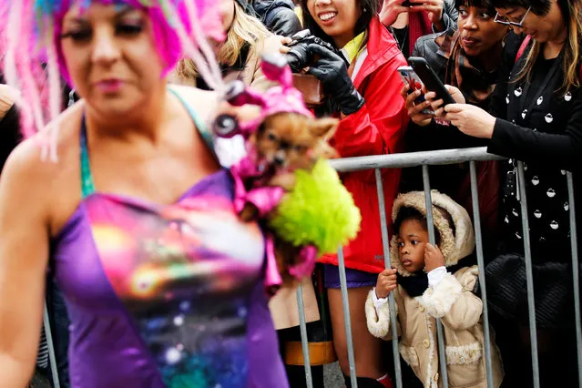 People try to take a look during the annual halloween dog parade at Manhattan's Tompkins Square Park in New York, U.S. October 22, 2016. (Photo by Eduardo Munoz/Reuters)
