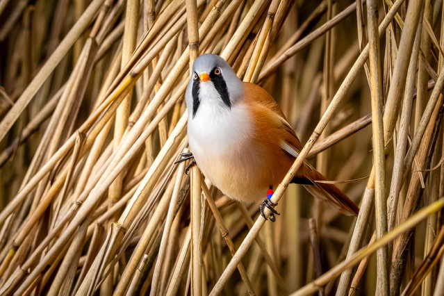 Standalone picture dated October 25th, 2025 shows a Bearded Tit at RSPB Leighton Moss in Carnforth, Lancashire, UK. The birds are usually found flying over reedbeds and are sociable and noisy. (Photo by Jonny Gios/Bav Media)