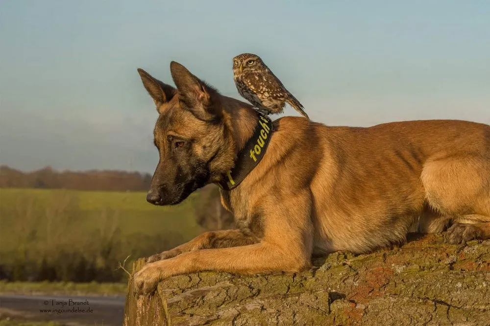 Friendship of a Dog and an Owl