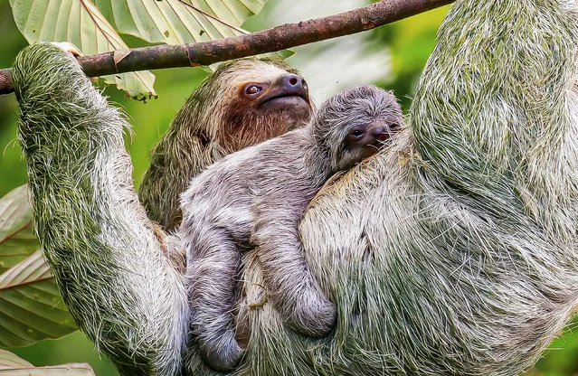 A baby sloth uses his mother as a hammock while she feasts on papayas in Heredia province in Costa Rica in April 2023. (Photo by William Steele/Solent News)