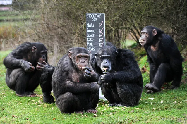 With the new year kicking off ZSL Whipsnade Zoo has taken the mammoth task of counting every single animal at the zoo on January 7, 2015 in Bedfordshire, England.  Home to more than 2,500 animals, the Zoo's keepers are dusting off their clipboards as they prepare to tot up each invertebrate, bird, fish, mammal, reptile, and amphibian. (Photo by Tony Margiocchi/Barcroft Media)