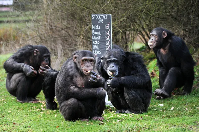 With the new year kicking off ZSL Whipsnade Zoo has taken the mammoth task of counting every single animal at the zoo on January 7, 2015 in Bedfordshire, England. Home to more than 2,500 animals, the Zoo's keepers are dusting off their clipboards as they prepare to tot up each invertebrate, bird, fish, mammal, reptile, and amphibian. (Photo by Tony Margiocchi/Barcroft Media)