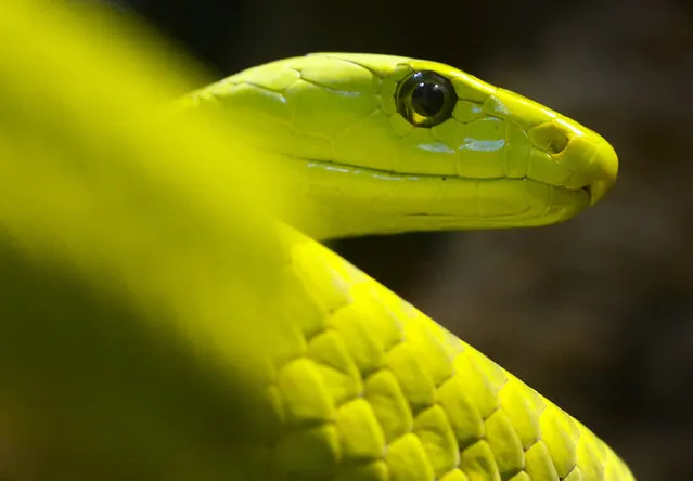 A common green mamba is pictured in its enclosure at Munich's Hellabrunn Zoo January 14, 2015. (Photo by Michael Dalder/Reuters)