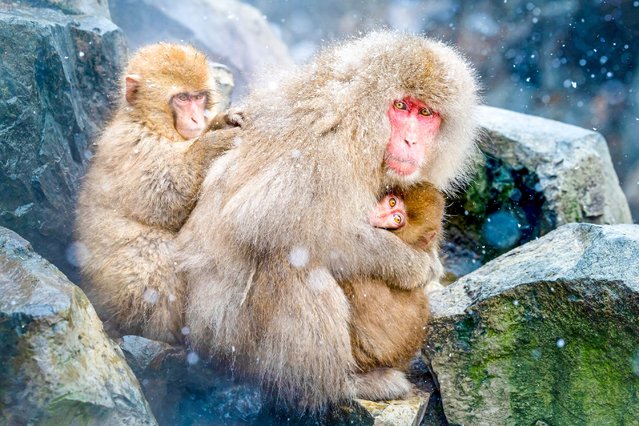 Macaques huddle in a hot spring during snowfall in Jigokudani Monkey Park, Yamanouchi, Japan in the second decade of December 2025. (Phoot by Joanna Wan/Solent News & Photo Agency)