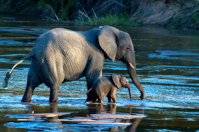 “Walk With Me”. It was amazing to watch several family groups of elephants around the river. The little ones run around and play like puppies, but the tiny ones stay very close to their mothers. We were fortunate to capture this magical moment with mother and baby. Location: MalaMala Game Reserve, South Africa. (Photo and caption by Doug Croft/National Geographic Traveler Photo Contest)