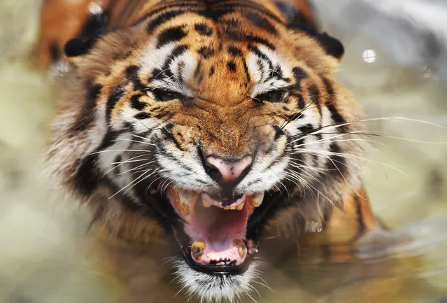 A Bengal tiger reacts while cooling off in a pond inside a cage during a hot summer day at Alipore Zoological Garden in Kolkata on June 20, 2018. The Bengal tiger was recovered injured from the Sundarbans area bordering Bangladesh and has since lost some of its teeth due to aging. Zoo authorities have taken different measures starting from different summer diets, provided fans or incresed the water sources in the cages to keep the animala cool in this season. (Photo by Dibyangshu Sarkar/AFP Photo)