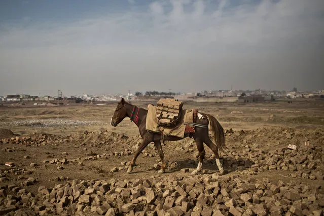 A horse transports bricks from a site to another at a Pakistani brick factory on the outskirts of Islamabad, Pakistan, Saturday, January 24, 2015. (Photo by Muhammed Muheisen/AP Photo)