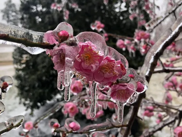 Okame Flowering Cherry tree blossoms are seen frozen on Valentine's Day in front of RX3 Compounding Pharmacy in Chester, Virginia, February 14, 2021. (Photo by Kristi K. Higgins/progress-index.com/USA Today Network via Reuters)