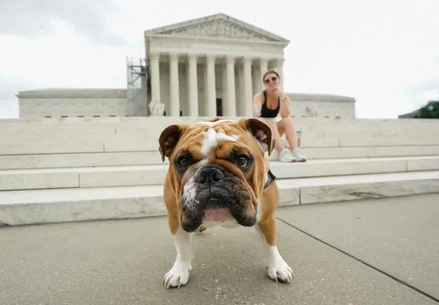 Hugo the English Bulldog stands in front of the U.S. Supreme Court as owner Lucy Mugford sits on the steps behind, in Washington, U.S., June 12, 2023. (Photo by Kevin Lamarque/Reuters)