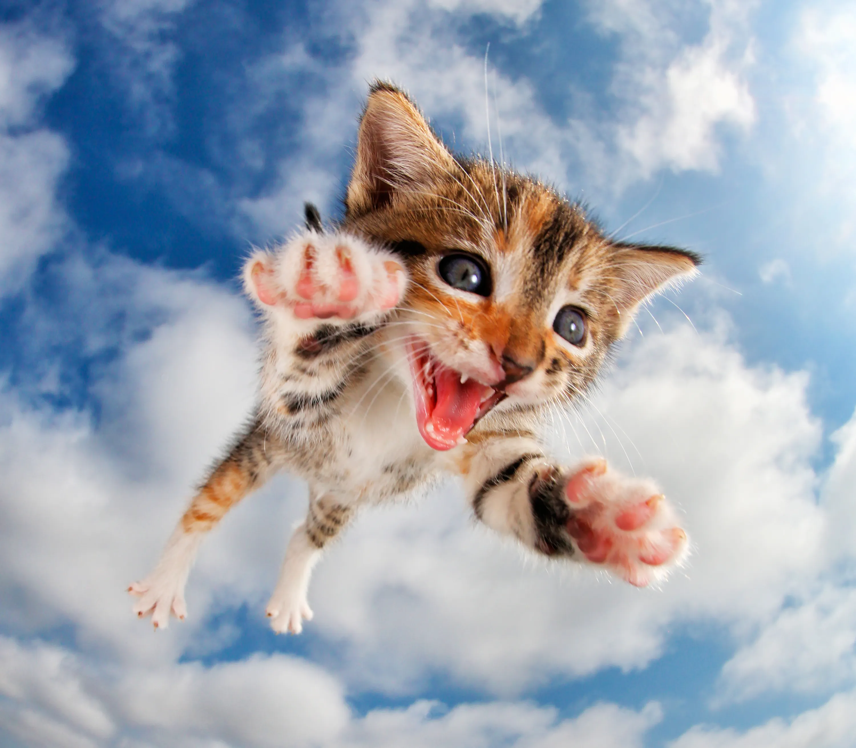 Кошки полетели. Летающий кот. Радостный кот. Прикольные котята. Счастливая кошка.