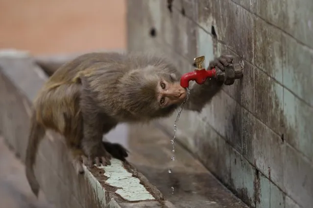 A monkey drinks from a water tap on a hot summer day in Jammu, India, Wednesday, June 10, 2015. (Photo by Channi Anand/AP Photo)