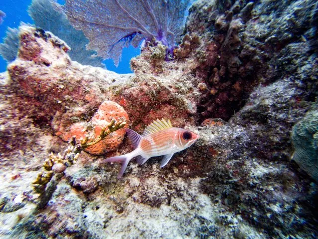 A Longspine squirrelfish (Holocentrus rufus) swims around a coral reef in Key West, Florida on July 14, 2023. The coral reef, the largest in the continental US, is considered a barrier reef and is around 350 miles (563.27 km) wide from the Dry Tortugas National Park to the St. Lucie Inlet in Martin County, Florida. (Photo by Joseph Prezioso/AFP Photo)