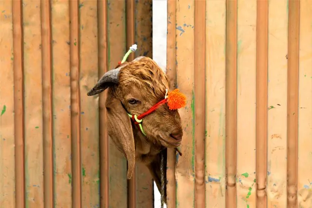 A sacrificial goat peeks through the entrance gate of a house, ahead of the Eid al-Adha festival in Peshawar, Pakistan on June 28, 2023. (Photo by Fayaz Aziz/Reuters)
