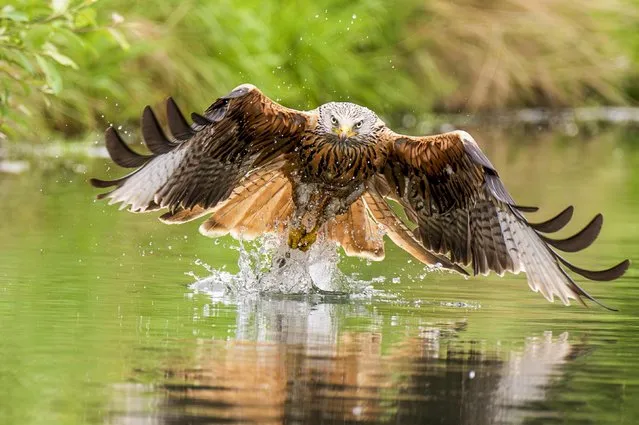 A red kite failed to catch its prey at Horn Mill Trout Farm in Oakham, Leicestershire, East Midlands of England in the first decade of July 2023. (Photo by Andy Wilson/Solent News)