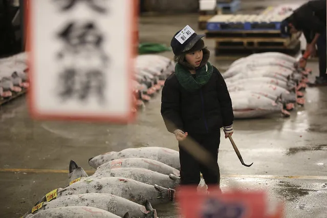 A child pretends to be a prospective buyer inspecting the quality of frozen tuna before the first auction of the year at Tsukiji fish market  in Tokyo, Tuesday, January 5, 2016. (Photo by Eugene Hoshiko/AP Photo)